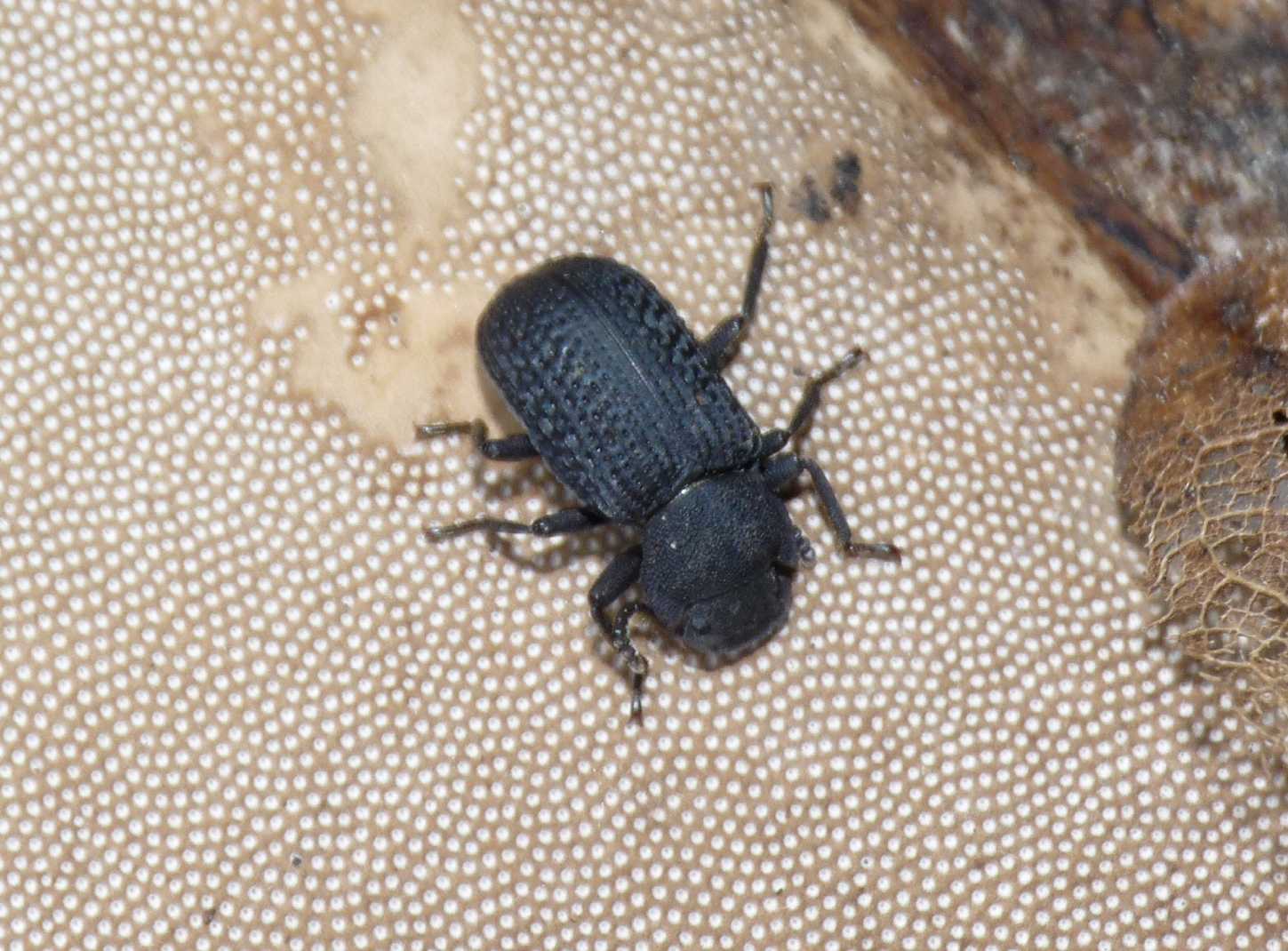 Tenebrionidae amante dei funghi: Bolitophagus reticulatus